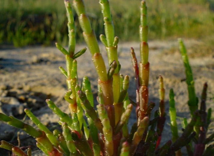 Schlafzimmer mit Holzakzenten im Ferienhaus in Oosterend, Terschelling, bietet eine laendliche Aussicht.