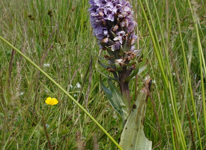 Moderne Kueche im Ferienhaus in Oosterend, Oosterend, Terschelling, komplett ausgestattet.
