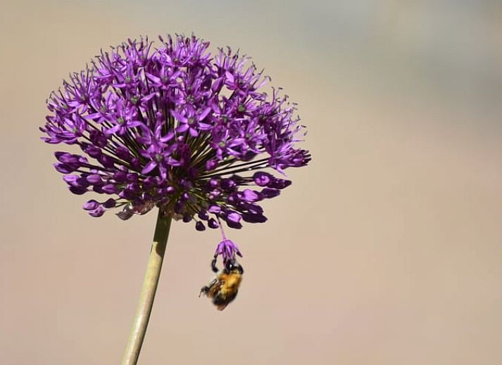 Essecke im Ferienhaus in Oosterend, Terschelling, mit rundem Tisch und Oberlichtern fuer natuerliches Licht.