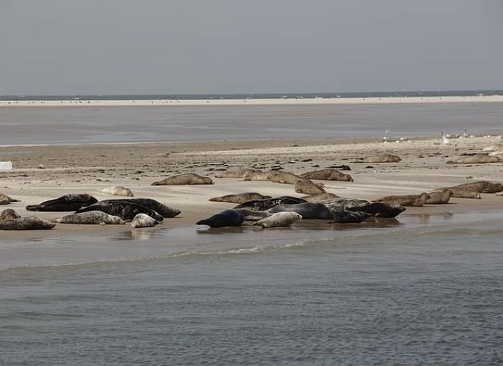 Schoenes Schlafzimmer im Ferienhaus in Oosterend, Terschelling, mit bequemen Betten und warmer Beleuchtung.