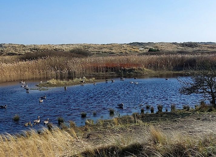 Unterkunft 031415 - Bungalow Terschelling - Smaragd