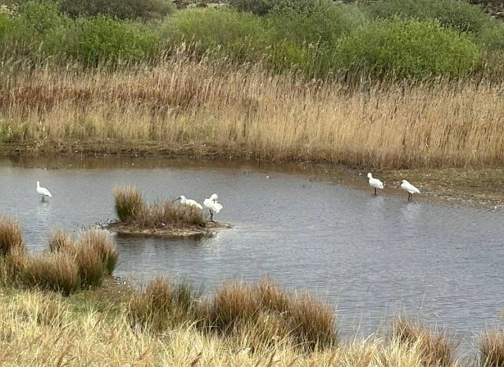 Unterkunft 031415 - Bungalow Terschelling - Smaragd
