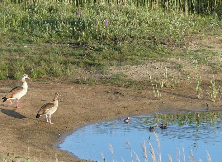 Unterkunft 031415 - Bungalow Terschelling - Smaragd