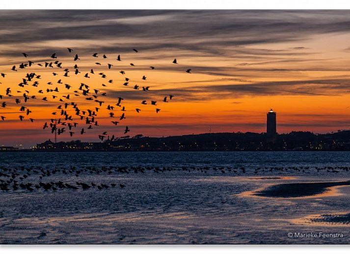 Unterkunft 031423 - Ferienhaus Terschelling - Apenstaartje