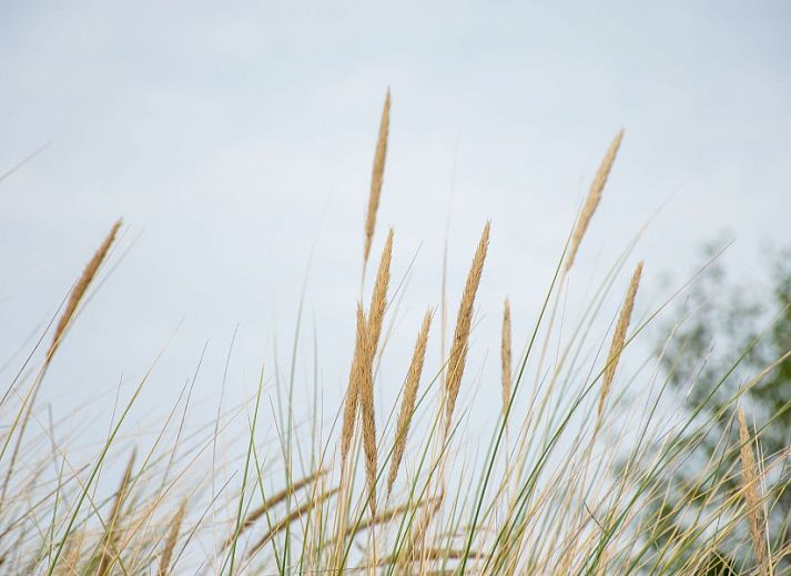 Unterkunft 031427 - Ferienhaus Terschelling - Vlakke Strand
