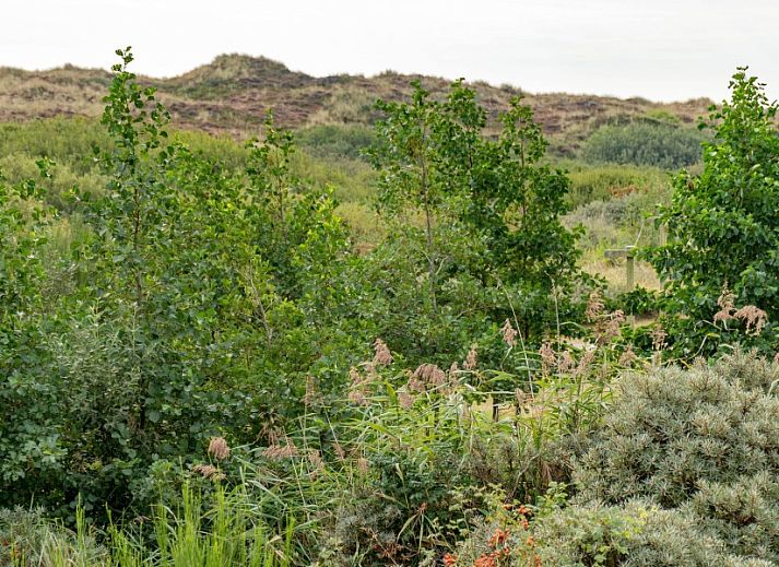 Unterkunft 031427 - Ferienhaus Terschelling - Vlakke Strand