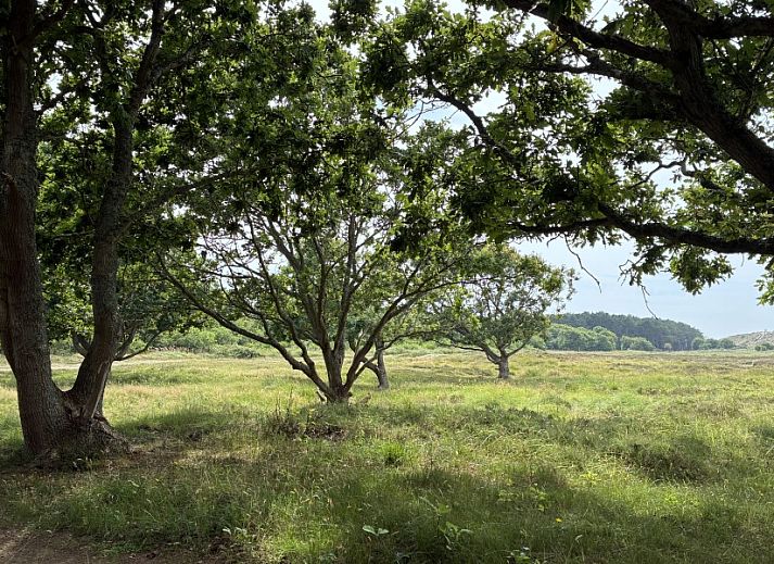 Pad naar Anchorage bungalow in Midsland Noord, Terschelling omgeven door bomen.