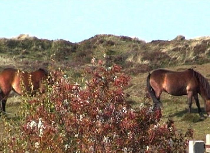 Uitzicht op de natuur rondom chalet Hebbes, Midsland Noord, Terschelling, met weelderige groene velden en bossen.
