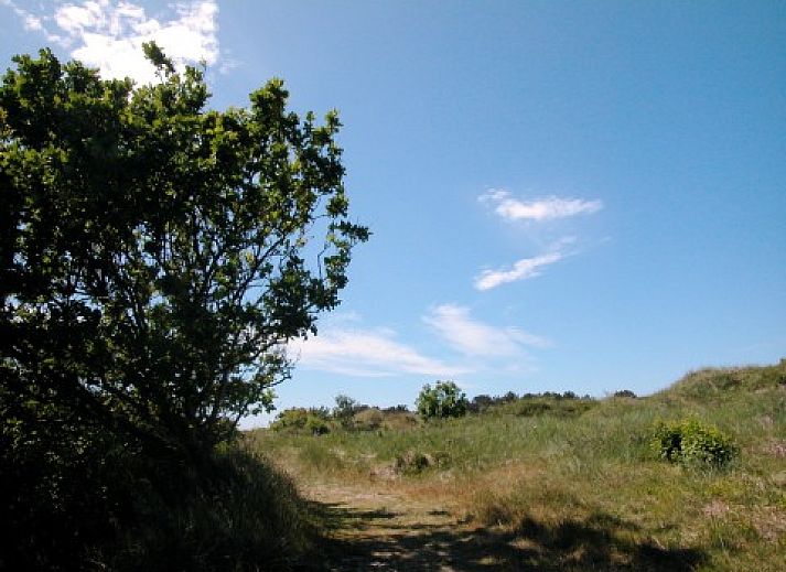Uitzicht op de natuur rondom chalet Hebbes, Midsland Noord, Terschelling, met weelderige groene velden en bossen.