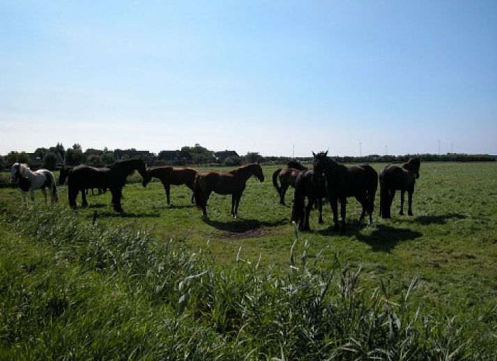 Uitzicht op de natuur rondom chalet Hebbes, Midsland Noord, Terschelling, met weelderige groene velden en bossen.