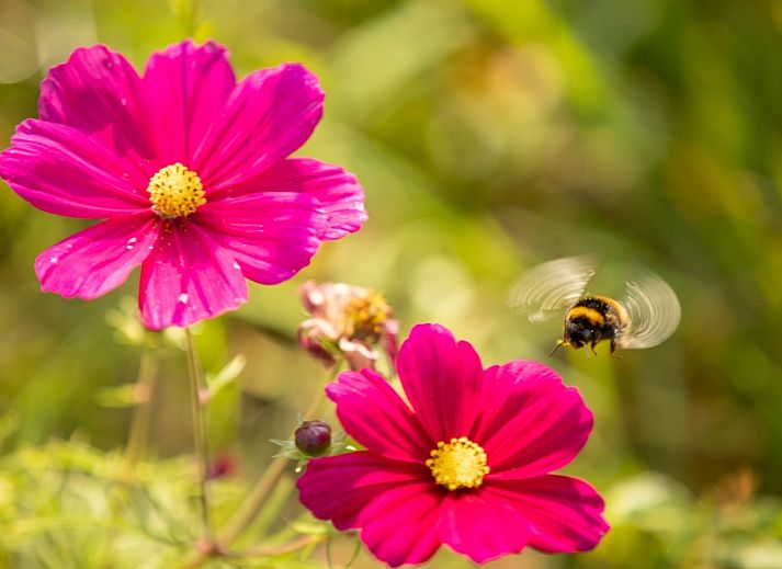 Geraeumiges Wohnzimmer von De Dijkwachter, Ballum, Ameland, mit gemuetlicher Sitzecke und viel Tageslicht.