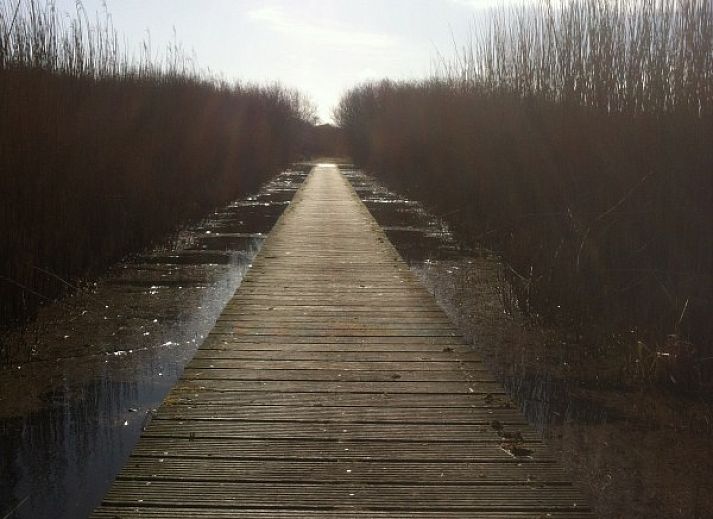 Unterkunft 0401116 - Bungalow Ameland - Willy