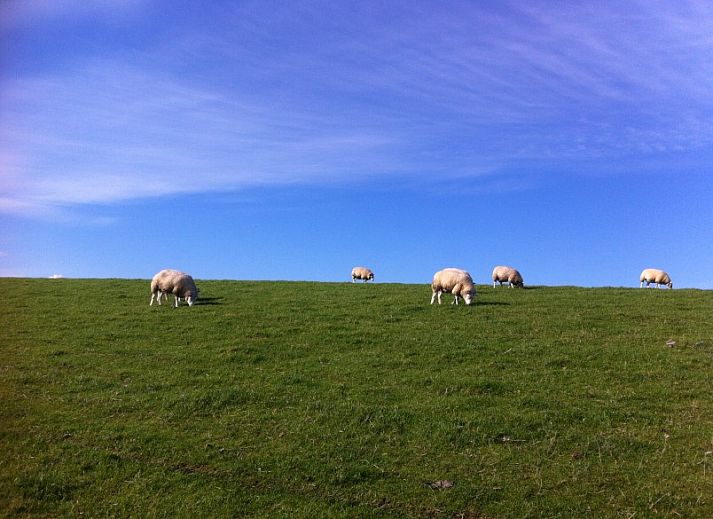 Unterkunft 0401116 - Bungalow Ameland - Willy