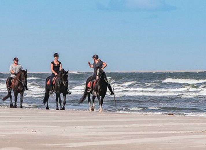 Handvol schelpen van het strand nabij Esti bungalow, Ballum, Ameland.