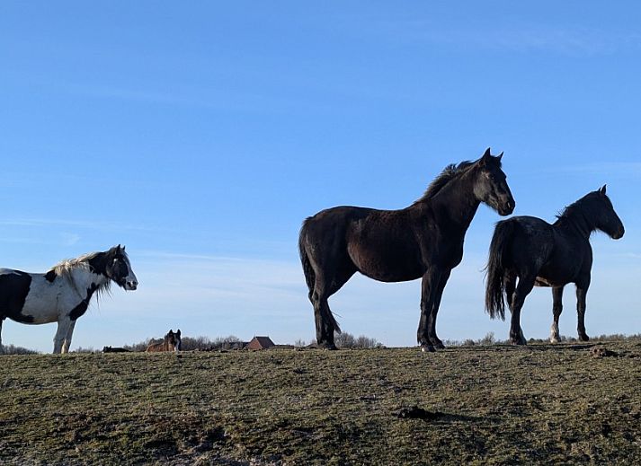 Voll ausgestattete Kueche in Finn Lodge, einer Ferienwohnung in Ballum, Ameland, mit modernen Annehmlichkeiten.