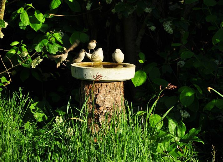 Terrasse des Ferienhauses Brockjiske in Ballum, umgeben von ueppiger Natur.