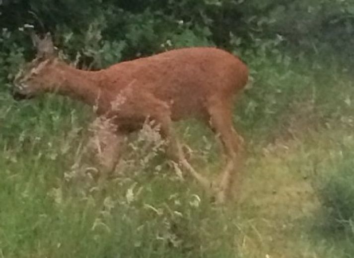 Unterkunft 040179 - Bungalow Ameland - Alba Rose