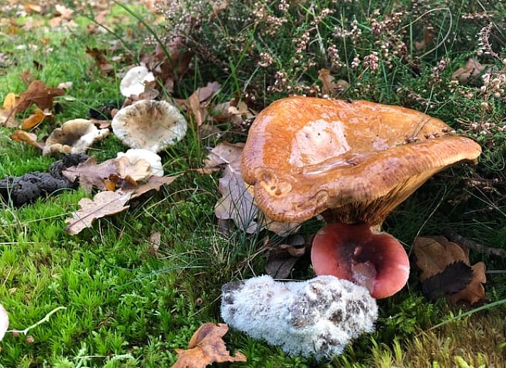 Comfortable living room with open kitchen in Holiday home in Buren Ameland.