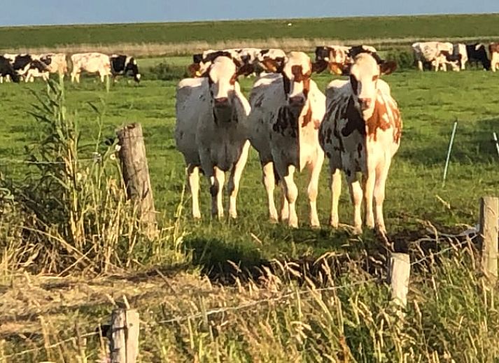 Spacious bedroom with double bed in Holiday home in Buren Ameland.