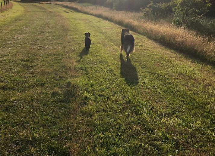 Rustic garden with picnic table at Holiday home in Buren Ameland.