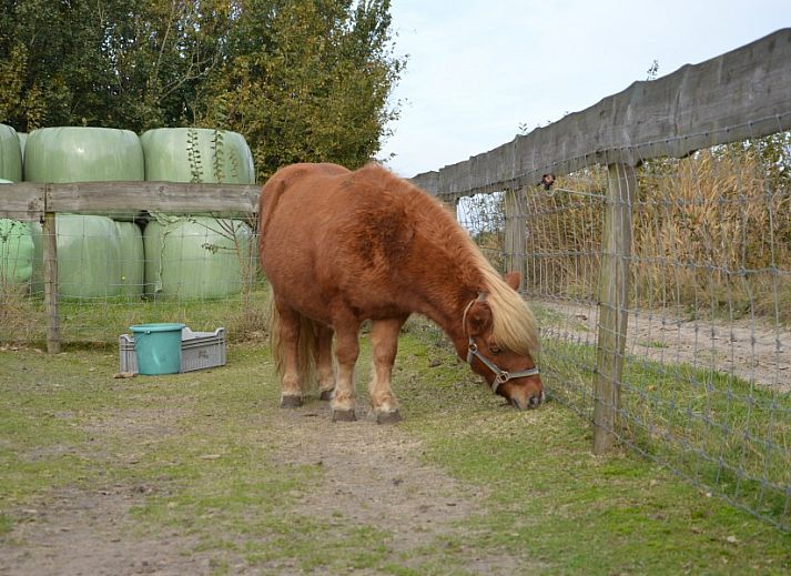Cozy living room in Het Woonhuis, vacation home in Hollum, Ameland with comfortable sofas and lots of light.