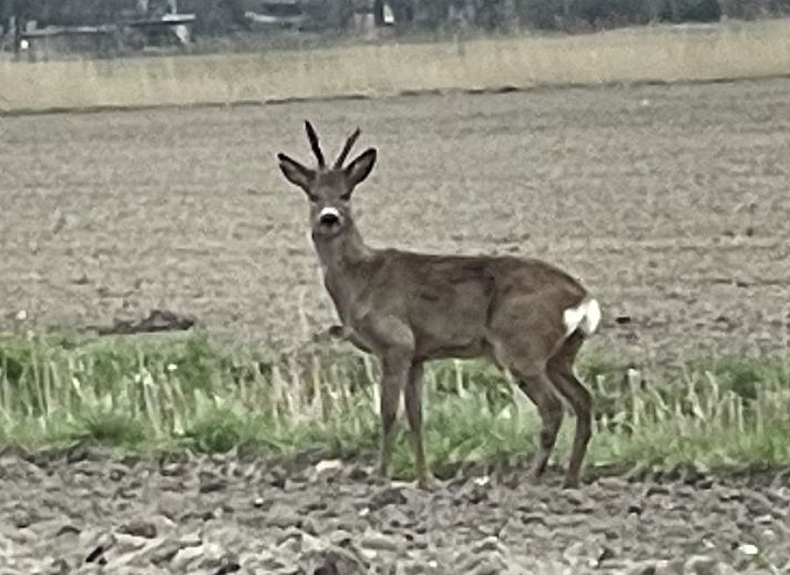 Pad omgeven door natuur bij Strandjutter26 vakantiehuis in Hollum.