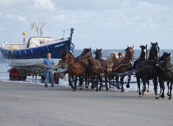 Vakantiehuis Sier in Hollum op Ameland met ruime tuin en omheining.