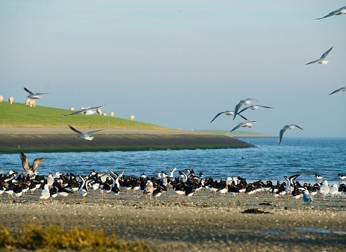 Guest house 0403234 - Apartment Ameland - Appartment Amelander Kaap