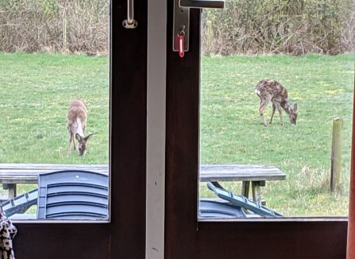 Guest house 040449 - Holiday property Ameland - Krekel