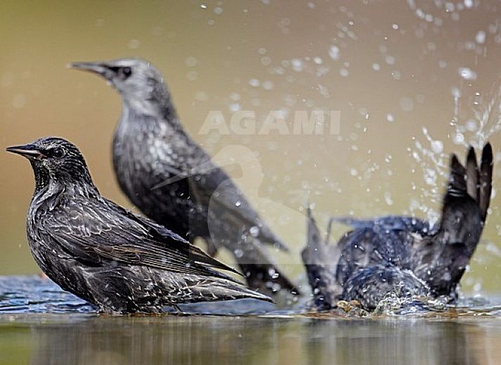 Hallenbad bei Protter Ferienhaus in Buren, Ameland, Entspannung auf den Watteninseln.