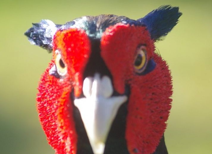 Stylish living room of Louwtjesduin Oost vacation home in Schiermonnikoog overlooking the green garden, Wadden Islands.