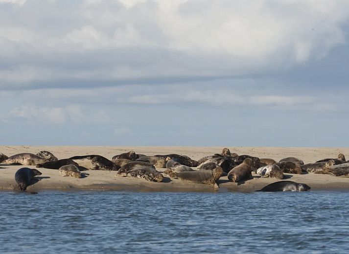 Landal Ameland State