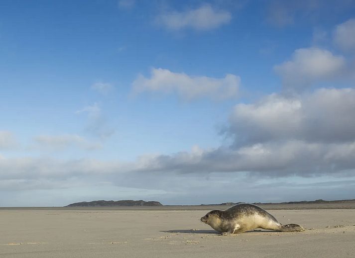 Landal Beach Park Texel