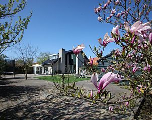Blhende Magnolie im Garten des Ferienhauses Blom & Co, De Cocksdorp, Texel.