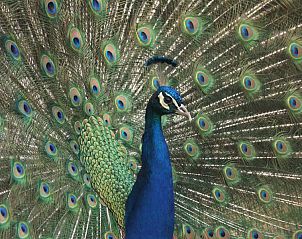 Unterkunft 010123 - Ferienhaus Texel - de Oorsprong