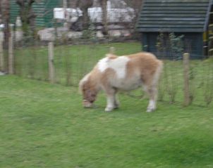 Kleine pony in de tuin van vakantiehuis De Vlinder, De Cocksdorp, Texel, biedt een unieke landelijke ervaring.