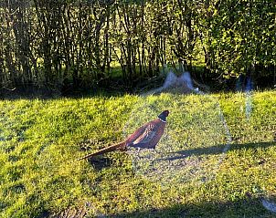 Fasan im Garten von Bungalow 9300, De Cocksdorp, Texel, Natur rund um Ferienhaus auf den Watteninseln.