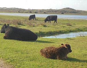 Unterkunft 010132 - Ferienhaus Texel - Junier/huisman