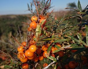 Unterkunft 010132 - Ferienhaus Texel - Junier/huisman