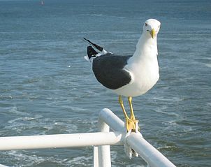 Unterkunft 010132 - Ferienhaus Texel - Junier/huisman
