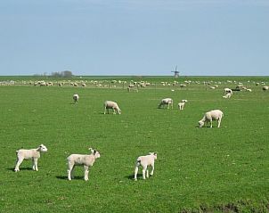 Unterkunft 010132 - Ferienhaus Texel - Junier/huisman