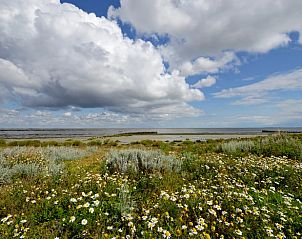 Flowering fields near Cottage in De Cocksdorp, Texel, overlooking the Wadden Sea.