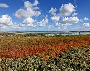 Colorful vegetation near Cottage in De Cocksdorp, Texel, overlooking the horizon.