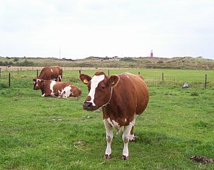 Verblijf 0101468 - Vakantiewoning Texel - Chalet Duunzicht