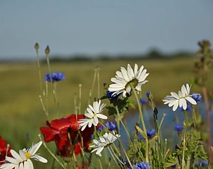 Bunte Blumenwiese in der Nhe des Ferienhauses in De Cocksdorp, Texel, ideal fr Naturliebhaber auf den Watteninseln.