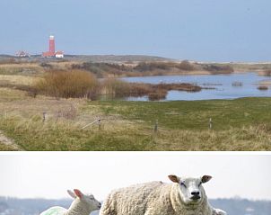Unterkunft 010172 - Bungalow Texel - Teenstrapad