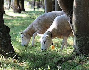 Weidende Schafe in der Natur um 6-8 Pers. Wellness Landhuis, De Koog, Texel.