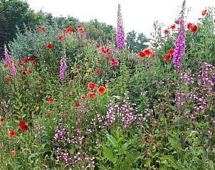 Kleurrijke bloemenweide naast Duinrand Vakantievilla's Type 2 in De Koog, Texel.
