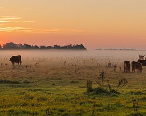 Schotse Hooglanders in de ochtendmist nabij Duinrand Vakantievilla's Type 2 in De Koog, Texel.