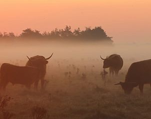 Schotse Hooglanders in de mistige velden bij zonsopgang in De Koog, Texel.